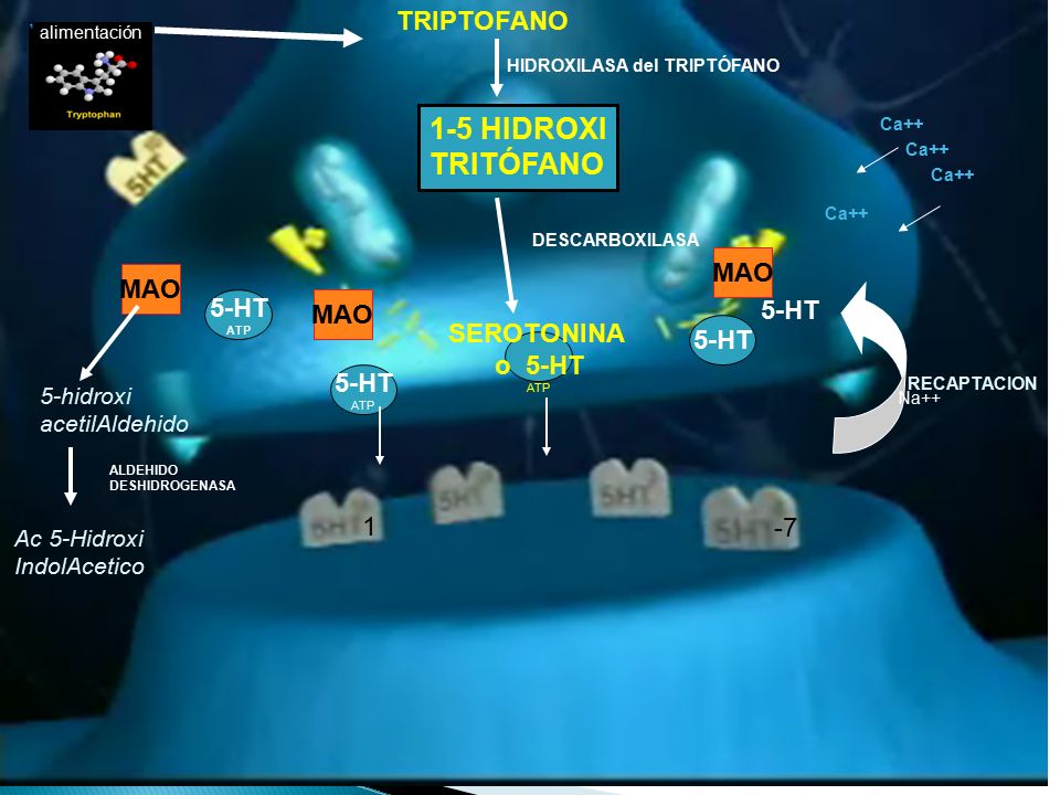 1-5 HIDROXI TRITÓFANO TRIPTOFANO MAO MAO 5-HT MAO 5-HT 5-HT SEROTONINA
