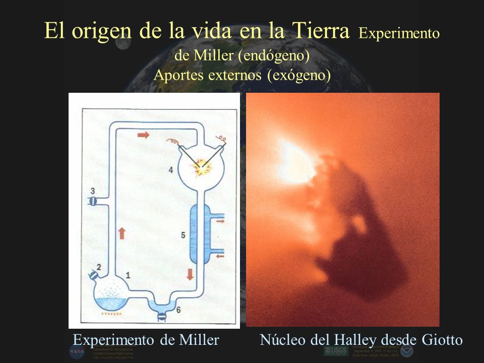 El origen de la vida en la Tierra Experimento de Miller (endógeno) Aportes externos (exógeno)