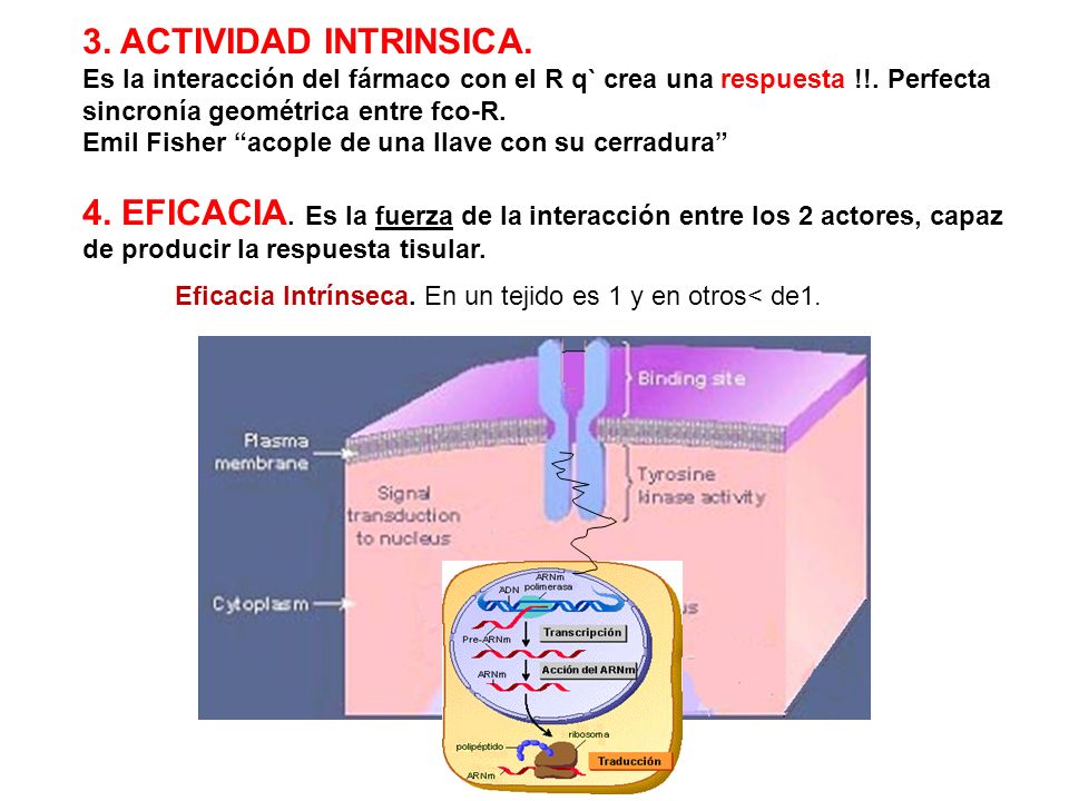 3. ACTIVIDAD INTRINSICA. Es la interacción del fármaco con el R q` crea una respuesta !!. Perfecta sincronía geométrica entre fco-R.