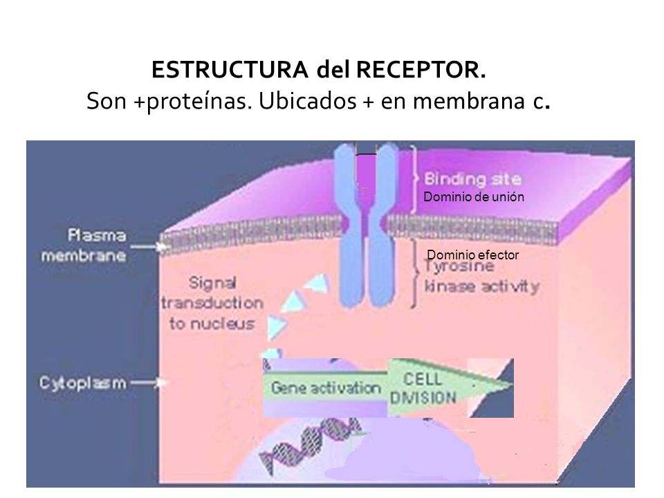 ESTRUCTURA del RECEPTOR. Son +proteínas. Ubicados + en membrana c.