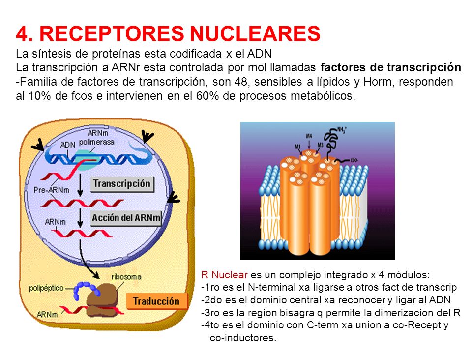 4. RECEPTORES NUCLEARES La síntesis de proteínas esta codificada x el ADN.