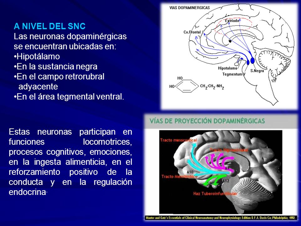 A NIVEL DEL SNC Las neuronas dopaminérgicas. se encuentran ubicadas en: Hipotálamo. En la sustancia negra.