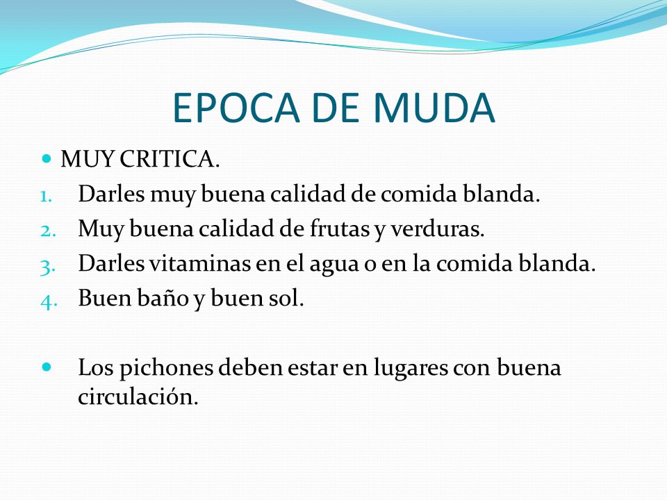 EPOCA DE MUDA MUY CRITICA. Darles muy buena calidad de comida blanda.