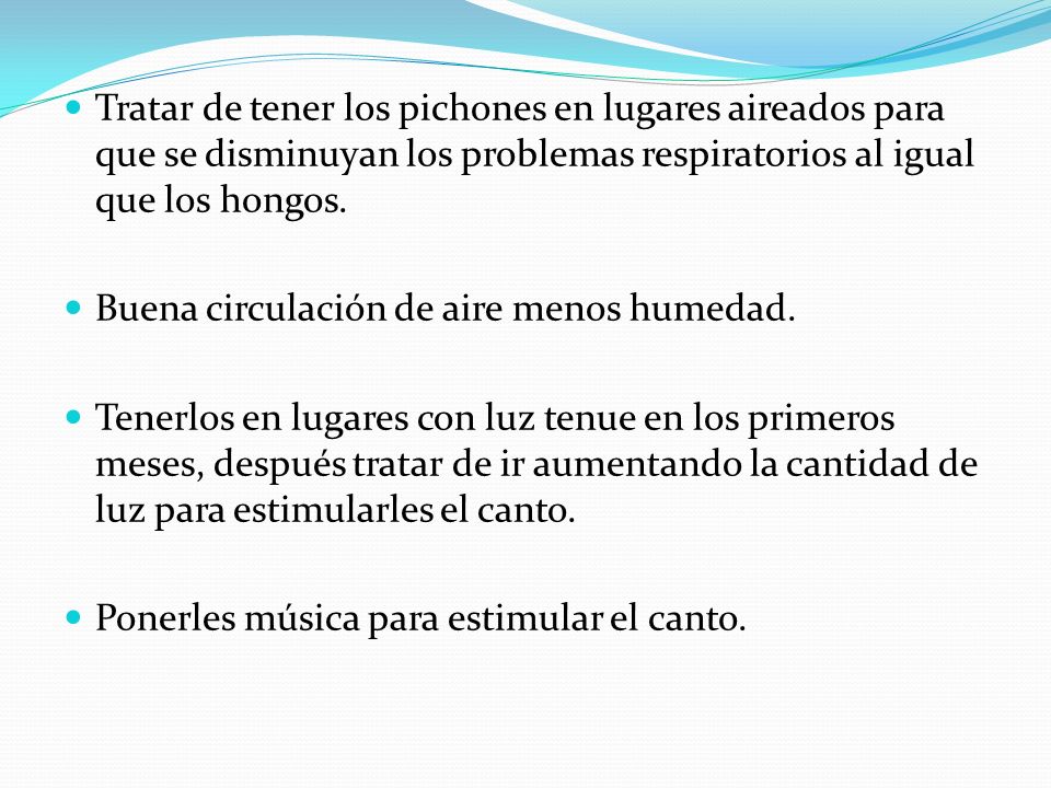 Tratar de tener los pichones en lugares aireados para que se disminuyan los problemas respiratorios al igual que los hongos.