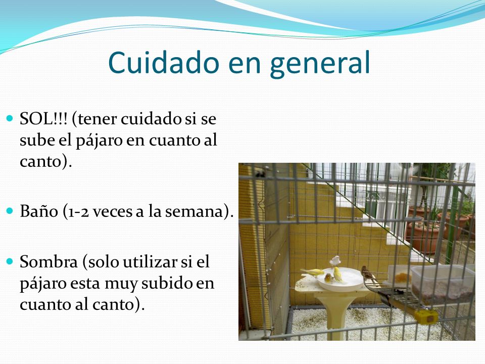 Cuidado en general SOL!!! (tener cuidado si se sube el pájaro en cuanto al canto). Baño (1-2 veces a la semana).