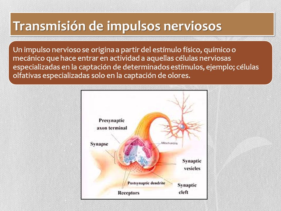 Transmisión de impulsos nerviosos
