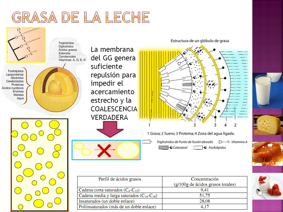 Grasa de la leche La membrana del GG genera suficiente repulsión para impedir el acercamiento estrecho y la COALESCENCIA VERDADERA.