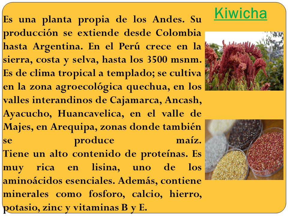 Plantas Nativas Del Peru Ppt Video Online Descargar