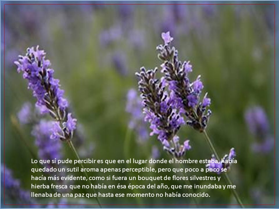Lo que sí pude percibir es que en el lugar donde el hombre estaba, había quedado un sutil aroma apenas perceptible, pero que poco a poco se hacía más evidente, como si fuera un bouquet de flores silvestres y hierba fresca que no había en ésa época del año, que me inundaba y me llenaba de una paz que hasta ese momento no había conocido.