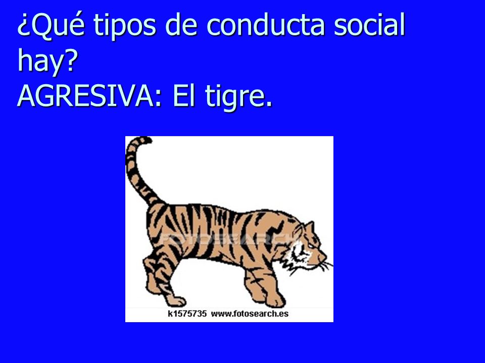 ¿Qué tipos de conducta social hay AGRESIVA: El tigre.