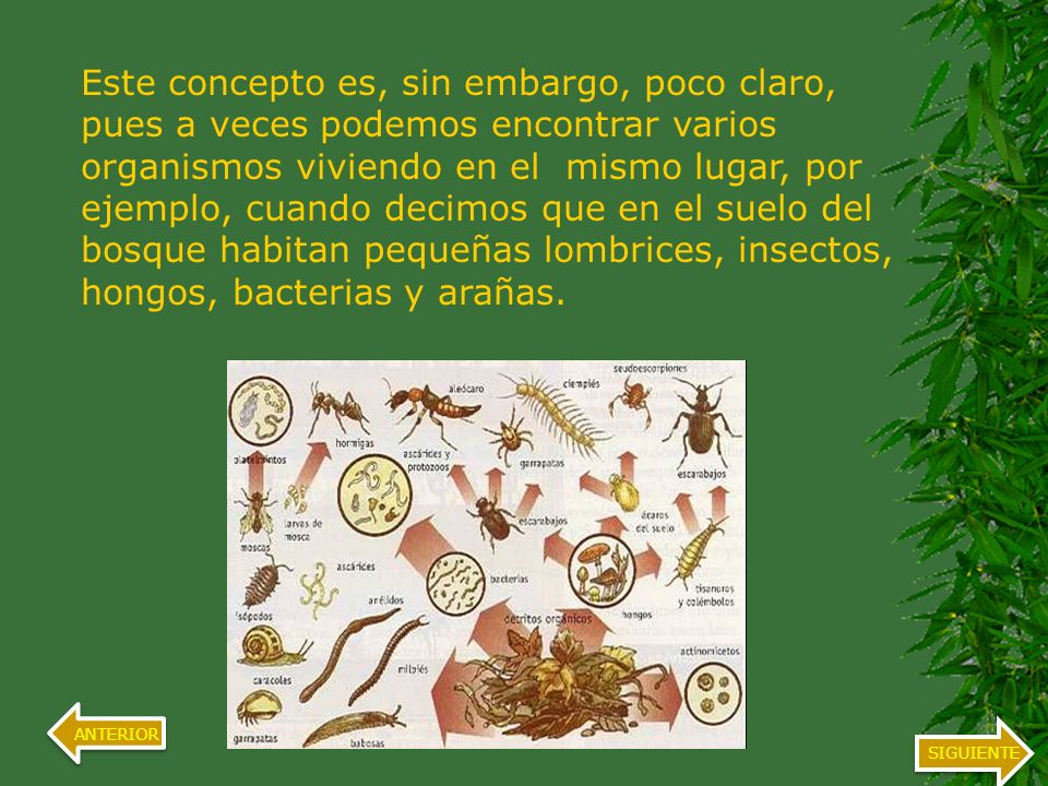 Este concepto es, sin embargo, poco claro, pues a veces podemos encontrar varios organismos viviendo en el mismo lugar, por ejemplo, cuando decimos que en el suelo del bosque habitan pequeñas lombrices, insectos, hongos, bacterias y arañas.