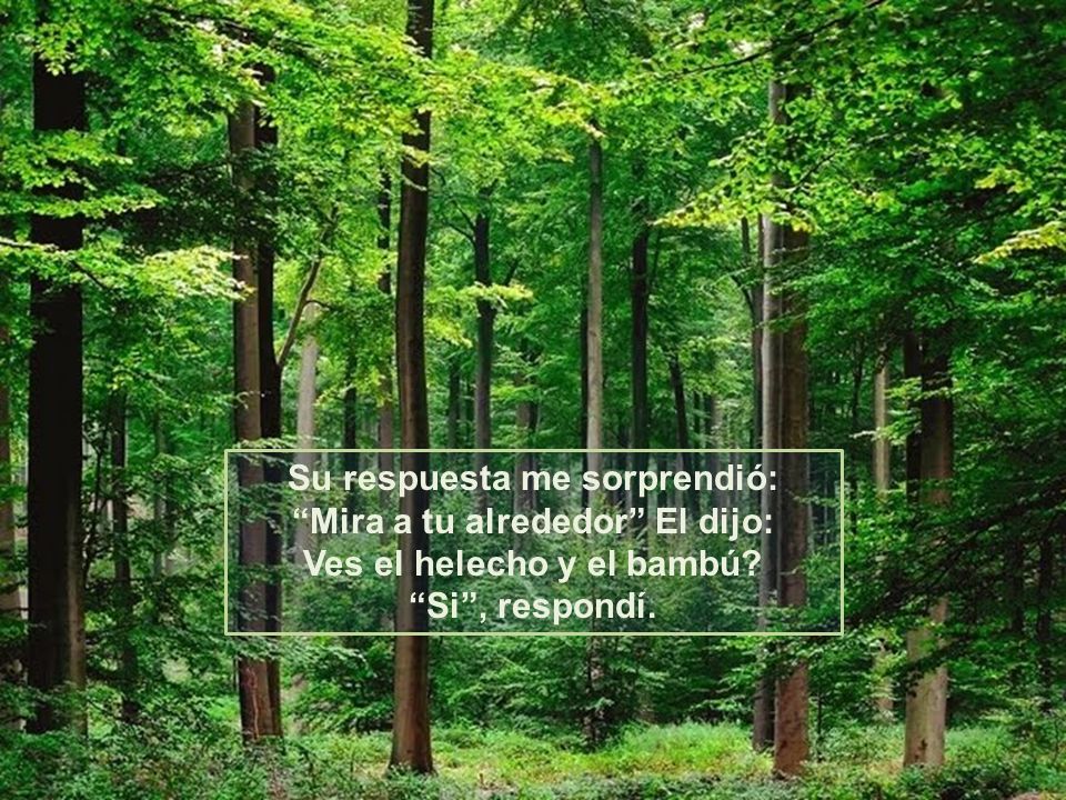 Su respuesta me sorprendió: Mira a tu alrededor El dijo: Ves el helecho y el bambú.