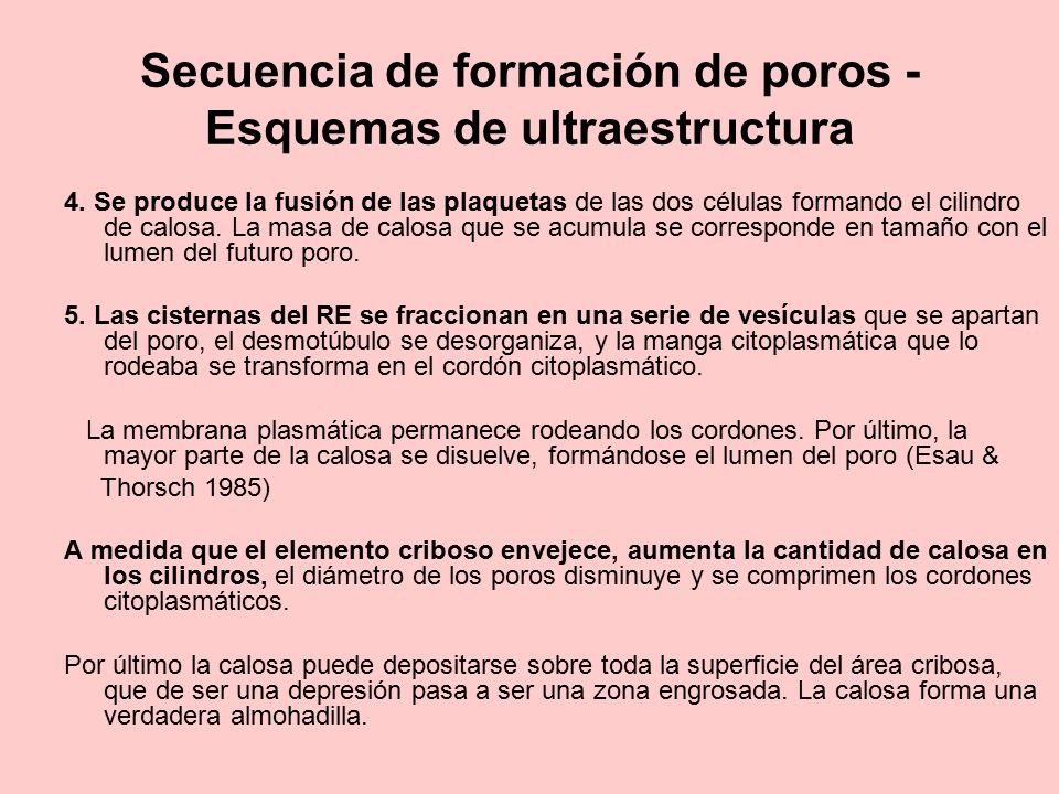 Secuencia de formación de poros - Esquemas de ultraestructura