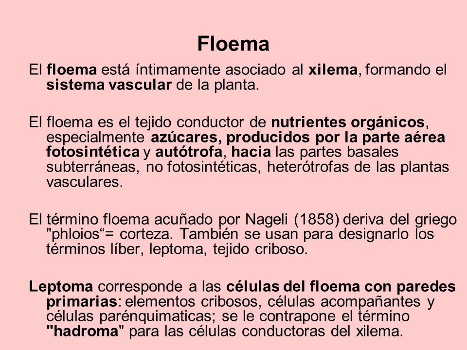 Floema El floema está íntimamente asociado al xilema, formando el sistema vascular de la planta.