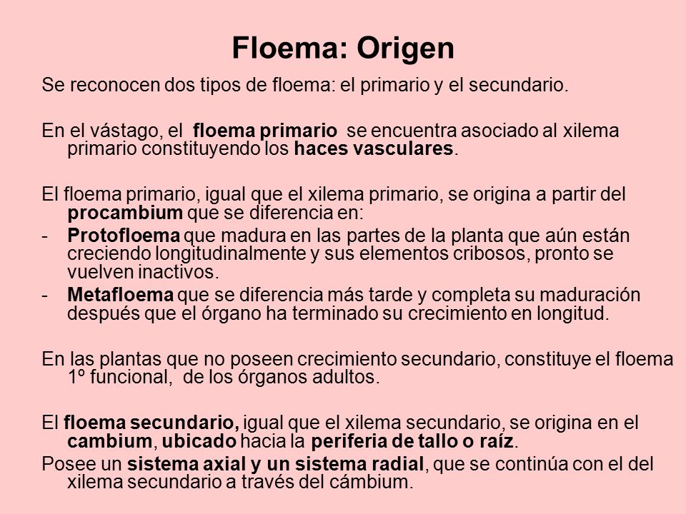 Floema: Origen Se reconocen dos tipos de floema: el primario y el secundario.