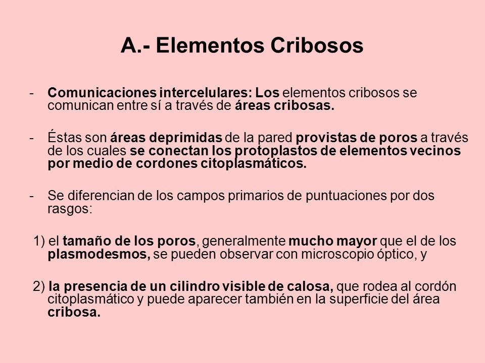 A.- Elementos Cribosos Comunicaciones intercelulares: Los elementos cribosos se comunican entre sí a través de áreas cribosas.