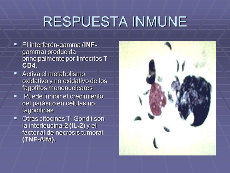 RESPUESTA INMUNE El interferón-gamma (INF-gamma) producida principalmente por linfocitos T CD4.