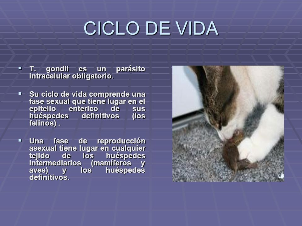 CICLO DE VIDA T. gondii es un parásito intracelular obligatorio.