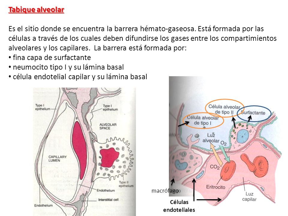 fina capa de surfactante neumocito tipo I y su lámina basal