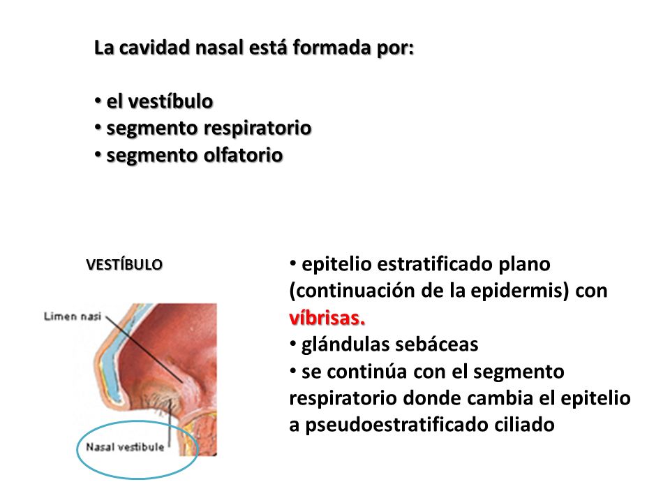 La cavidad nasal está formada por: el vestíbulo segmento respiratorio