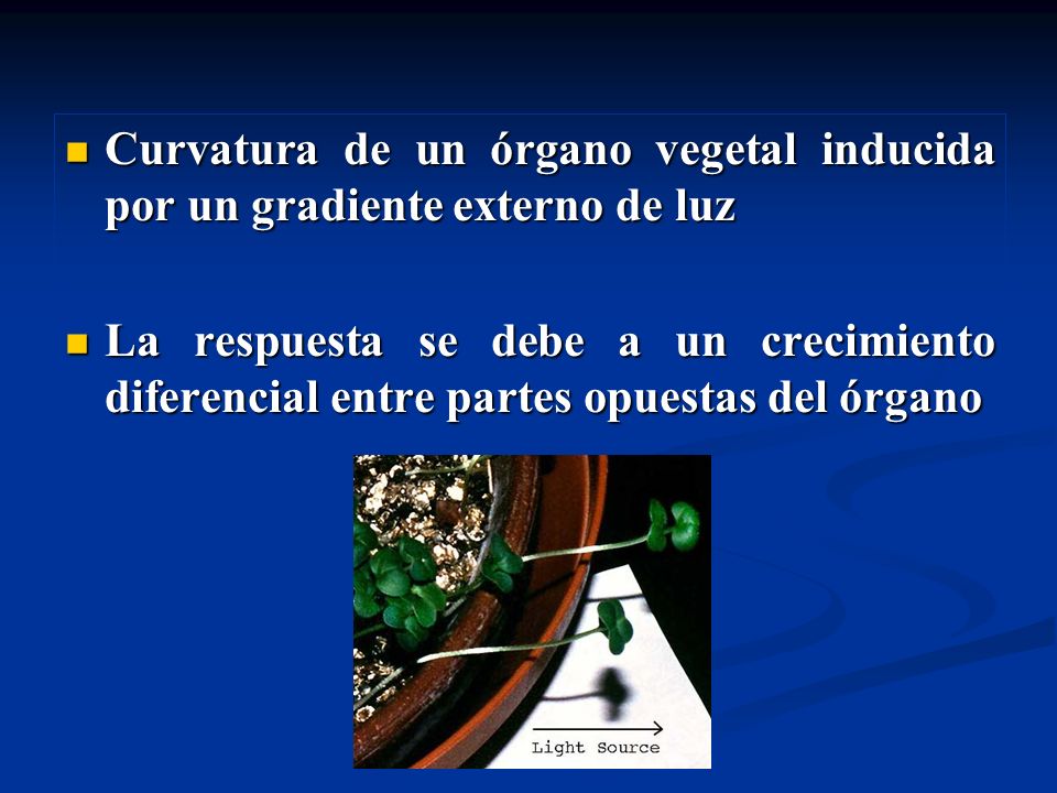 Curvatura de un órgano vegetal inducida por un gradiente externo de luz