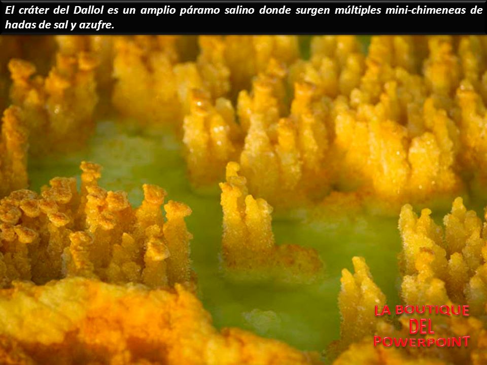 El cráter del Dallol es un amplio páramo salino donde surgen múltiples mini-chimeneas de hadas de sal y azufre.