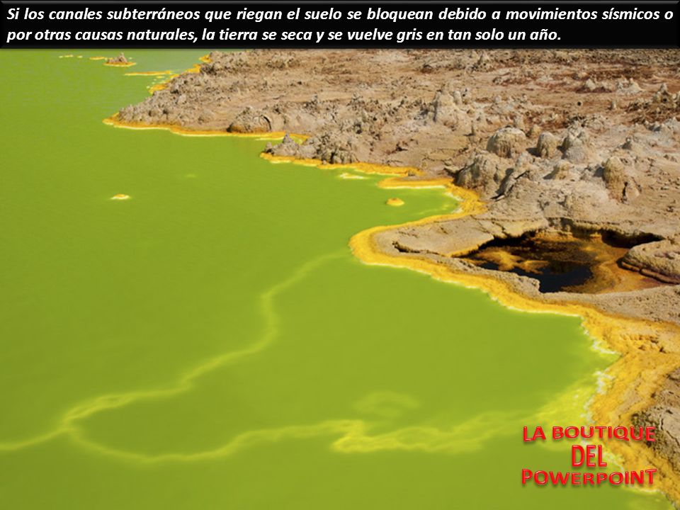 Si los canales subterráneos que riegan el suelo se bloquean debido a movimientos sísmicos o por otras causas naturales, la tierra se seca y se vuelve gris en tan solo un año.