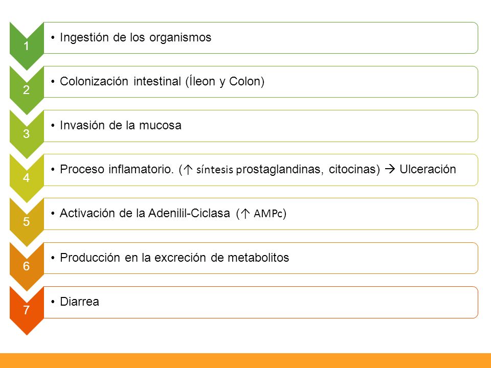 1 Ingestión de los organismos. 2. Colonización intestinal (Íleon y Colon) 3. Invasión de la mucosa.