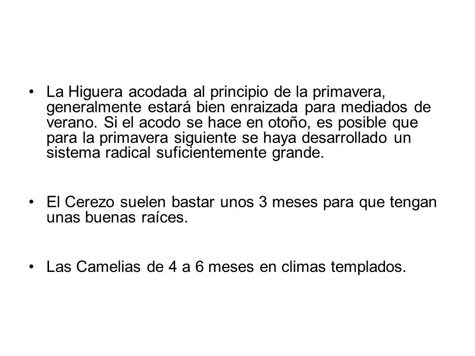 La Higuera acodada al principio de la primavera, generalmente estará bien enraizada para mediados de verano. Si el acodo se hace en otoño, es posible que para la primavera siguiente se haya desarrollado un sistema radical suficientemente grande.