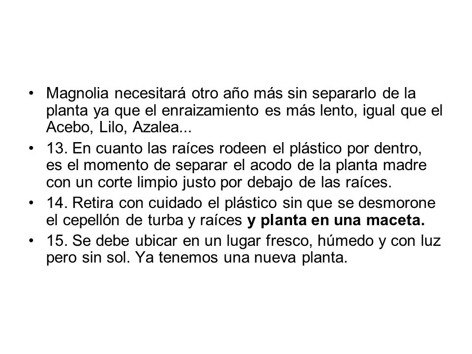 Magnolia necesitará otro año más sin separarlo de la planta ya que el enraizamiento es más lento, igual que el Acebo, Lilo, Azalea...