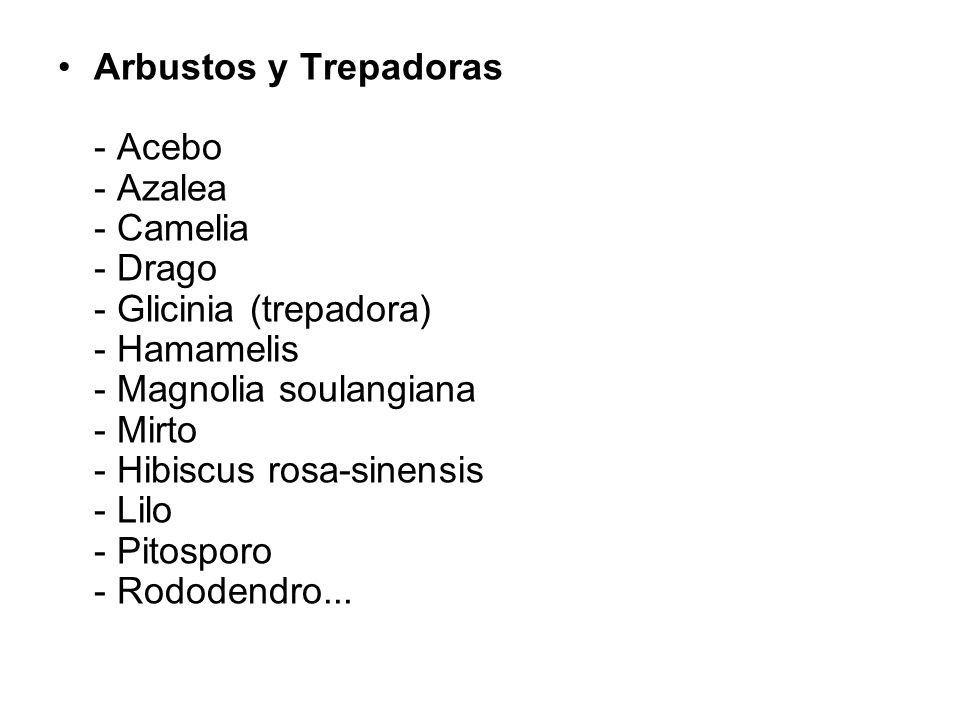 Arbustos y Trepadoras - Acebo - Azalea - Camelia - Drago - Glicinia (trepadora) - Hamamelis - Magnolia soulangiana - Mirto - Hibiscus rosa-sinensis - Lilo - Pitosporo - Rododendro...