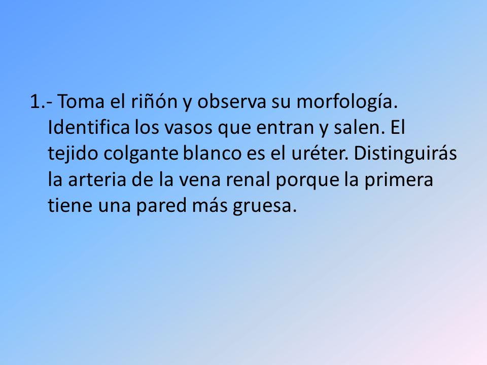 1. - Toma el riñón y observa su morfología