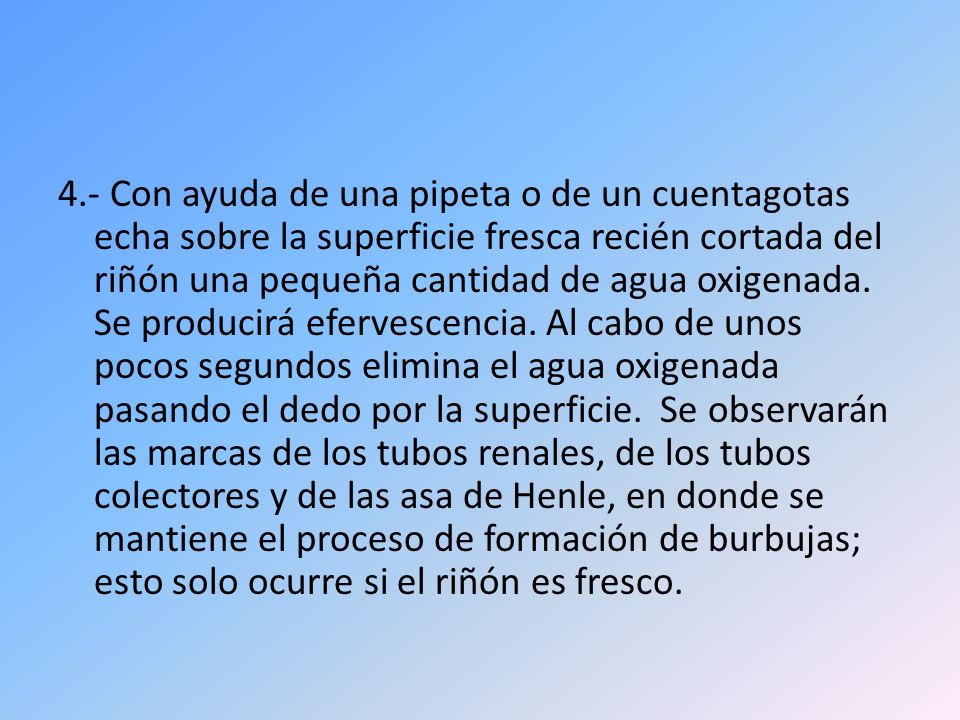 4.- Con ayuda de una pipeta o de un cuentagotas echa sobre la superficie fresca recién cortada del riñón una pequeña cantidad de agua oxigenada.