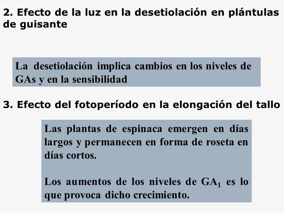 2. Efecto de la luz en la desetiolación en plántulas de guisante