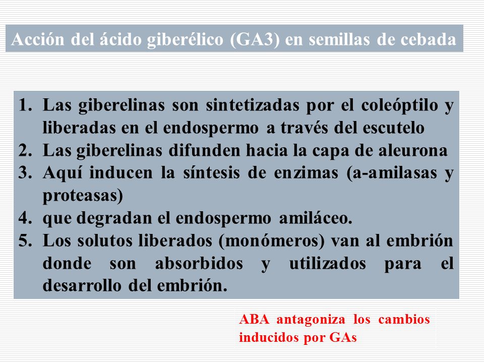Acción del ácido giberélico (GA3) en semillas de cebada