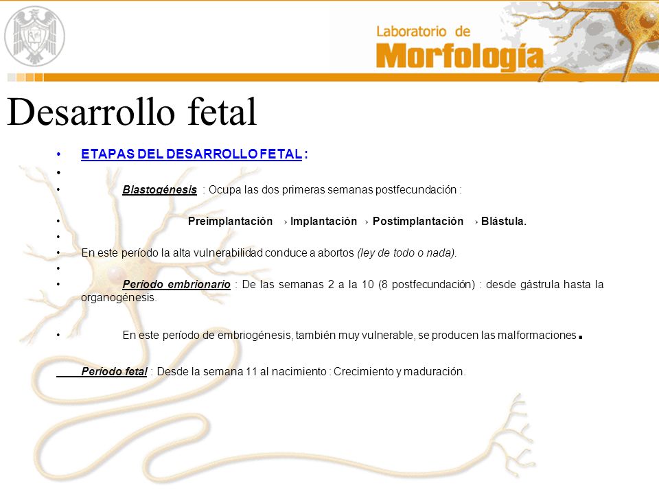 Desarrollo fetal ETAPAS DEL DESARROLLO FETAL :