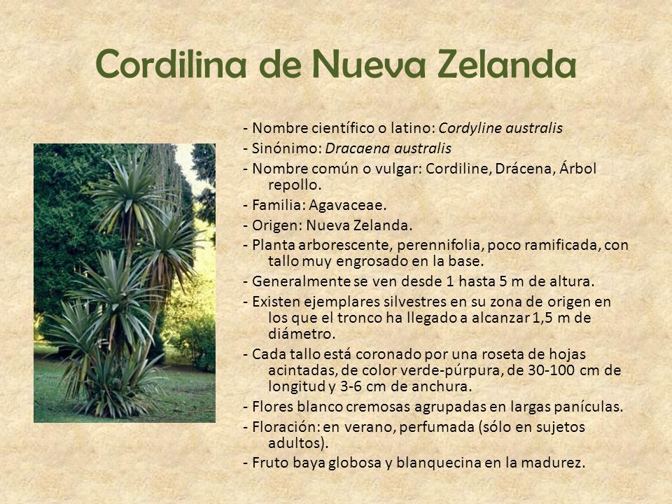 Cordilina de Nueva Zelanda