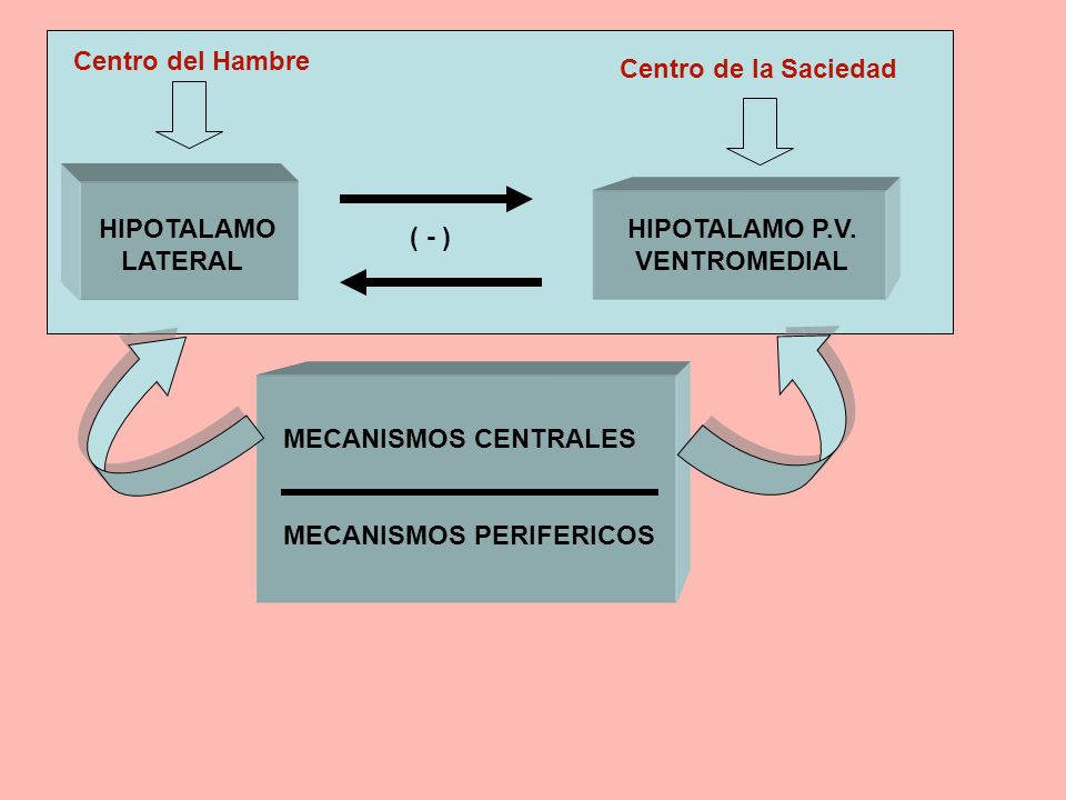 Centro del Hambre Centro de la Saciedad. HIPOTALAMO. LATERAL. HIPOTALAMO P.V. VENTROMEDIAL. ( - )
