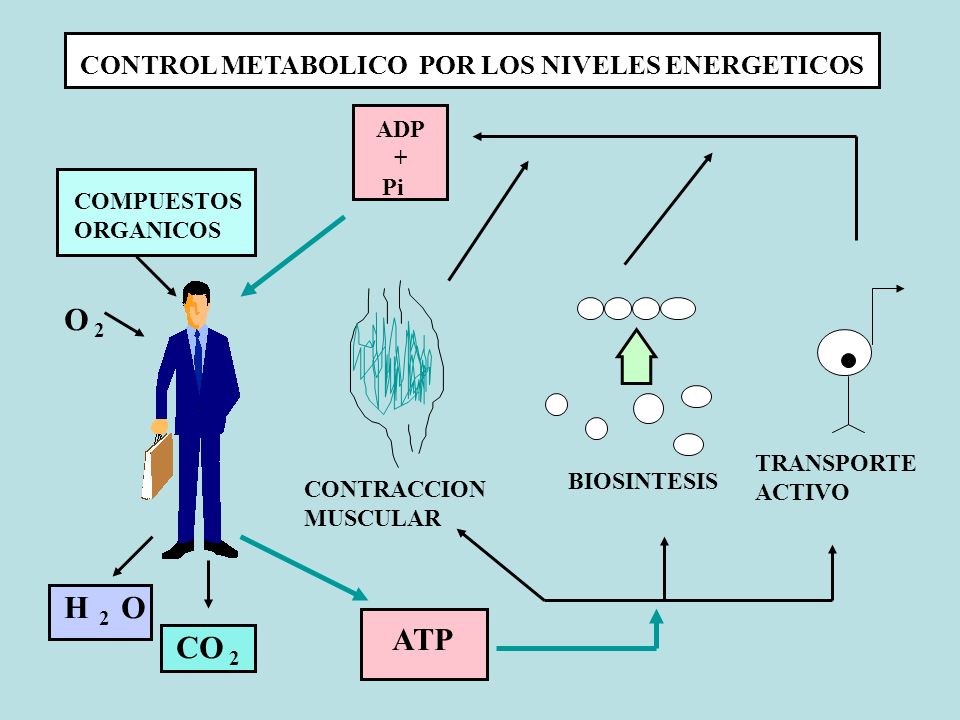 O 2 H 2 O ATP CO 2 CONTROL METABOLICO POR LOS NIVELES ENERGETICOS ADP