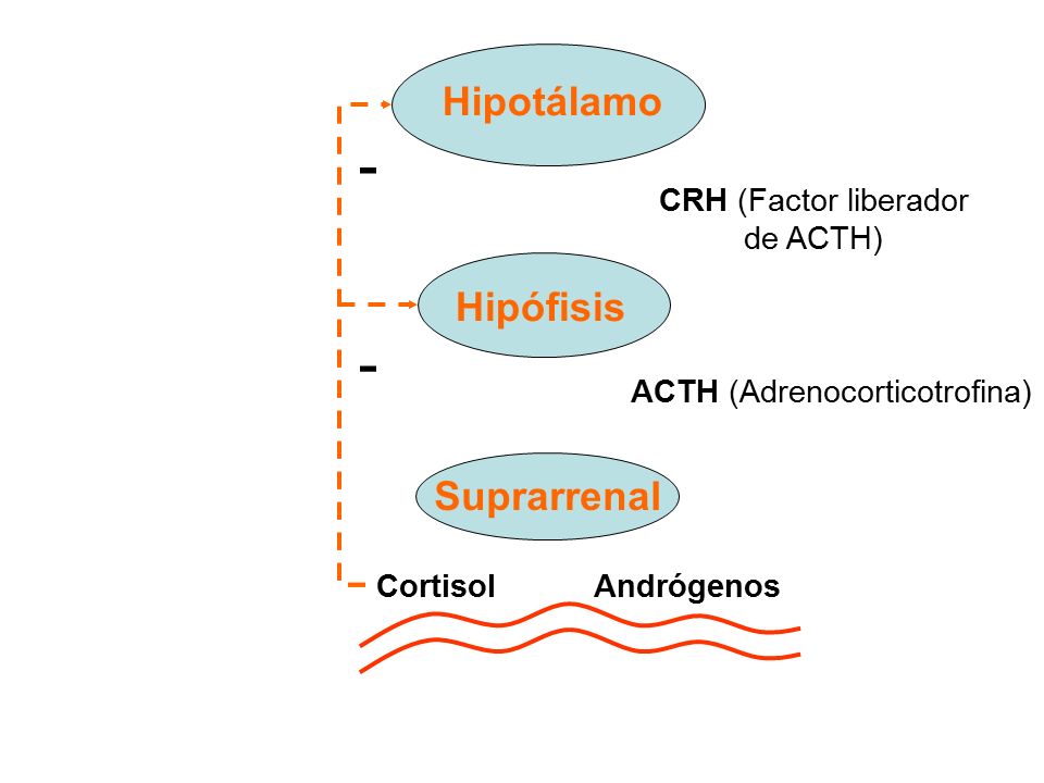 - - Hipotálamo Hipófisis Suprarrenal CRH (Factor liberador de ACTH)