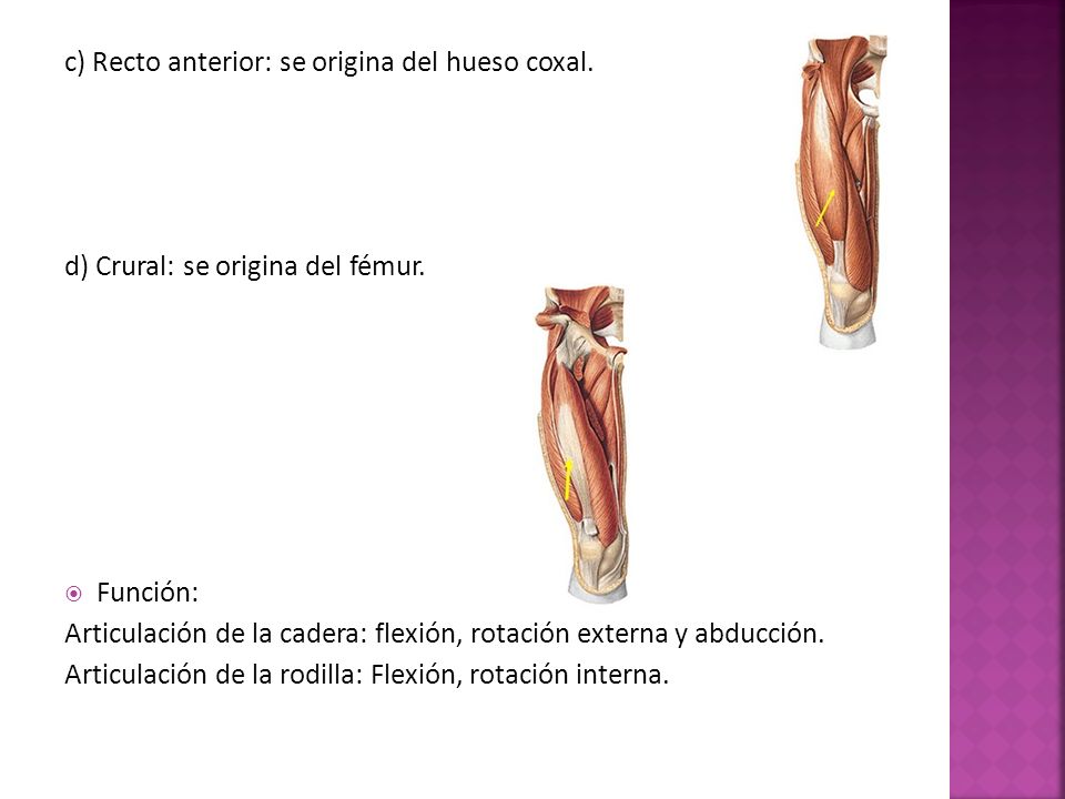 c) Recto anterior: se origina del hueso coxal.