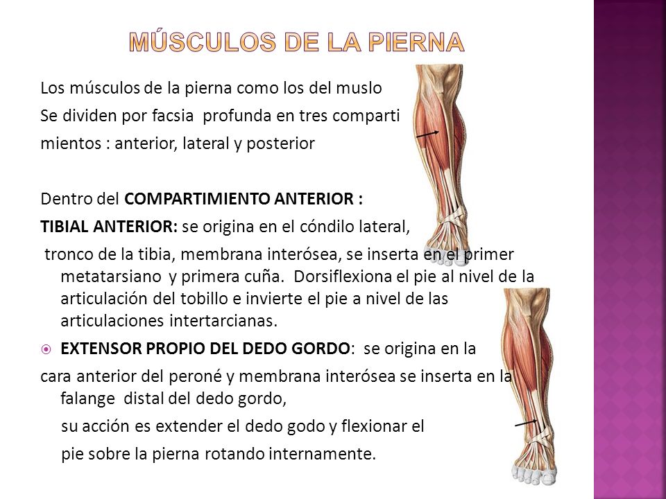 Músculos de la pierna Los músculos de la pierna como los del muslo