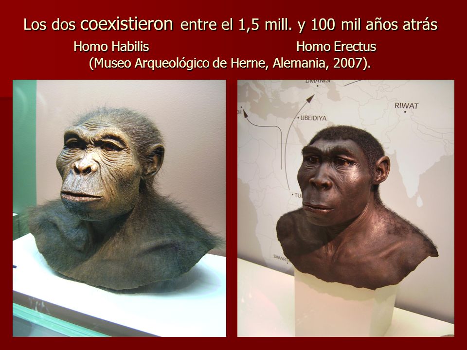 Los dos coexistieron entre el 1,5 mill. y 100 mil años atrás