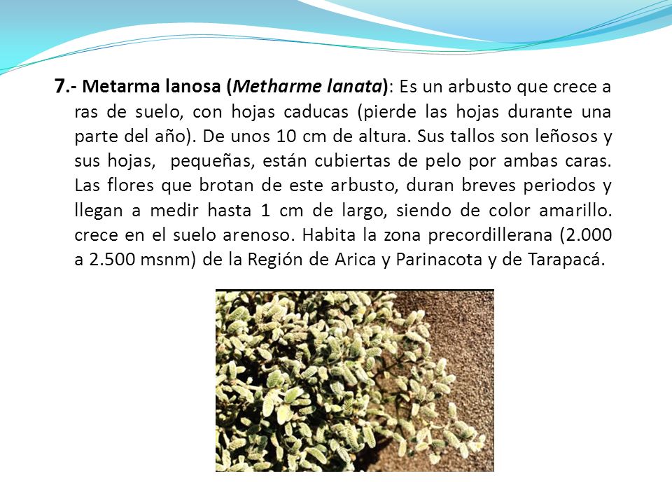 7.- Metarma lanosa (Metharme lanata): Es un arbusto que crece a ras de suelo, con hojas caducas (pierde las hojas durante una parte del año).