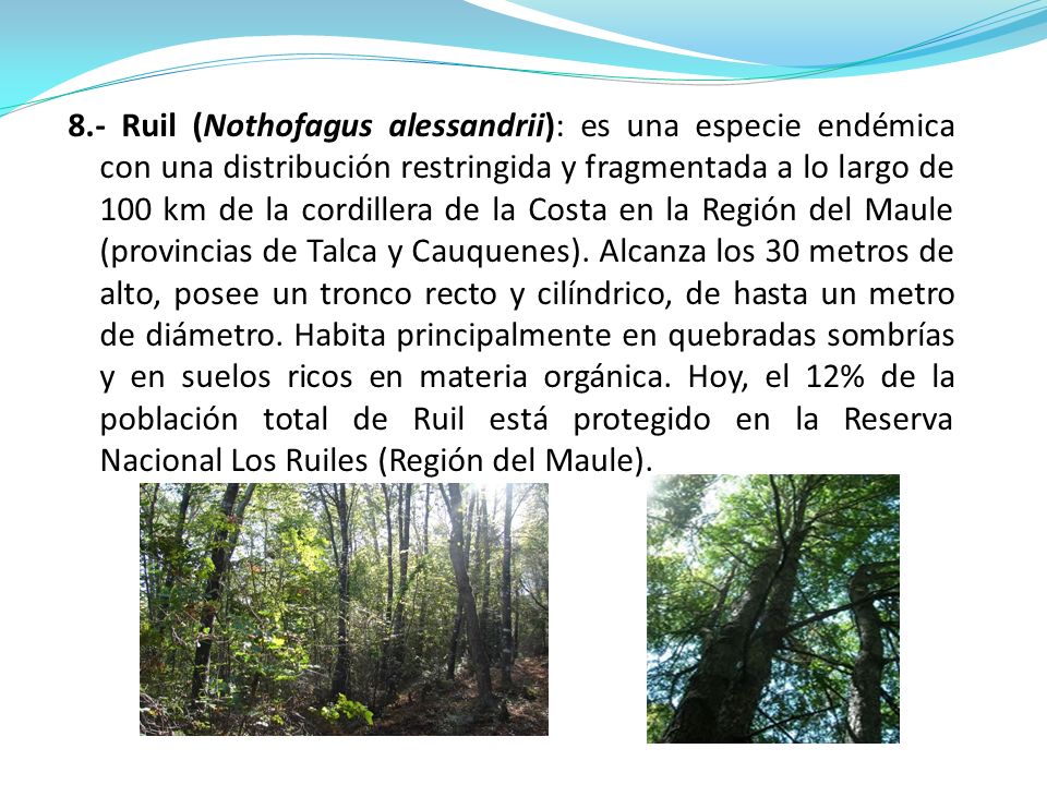 8.- Ruil (Nothofagus alessandrii): es una especie endémica con una distribución restringida y fragmentada a lo largo de 100 km de la cordillera de la Costa en la Región del Maule (provincias de Talca y Cauquenes).