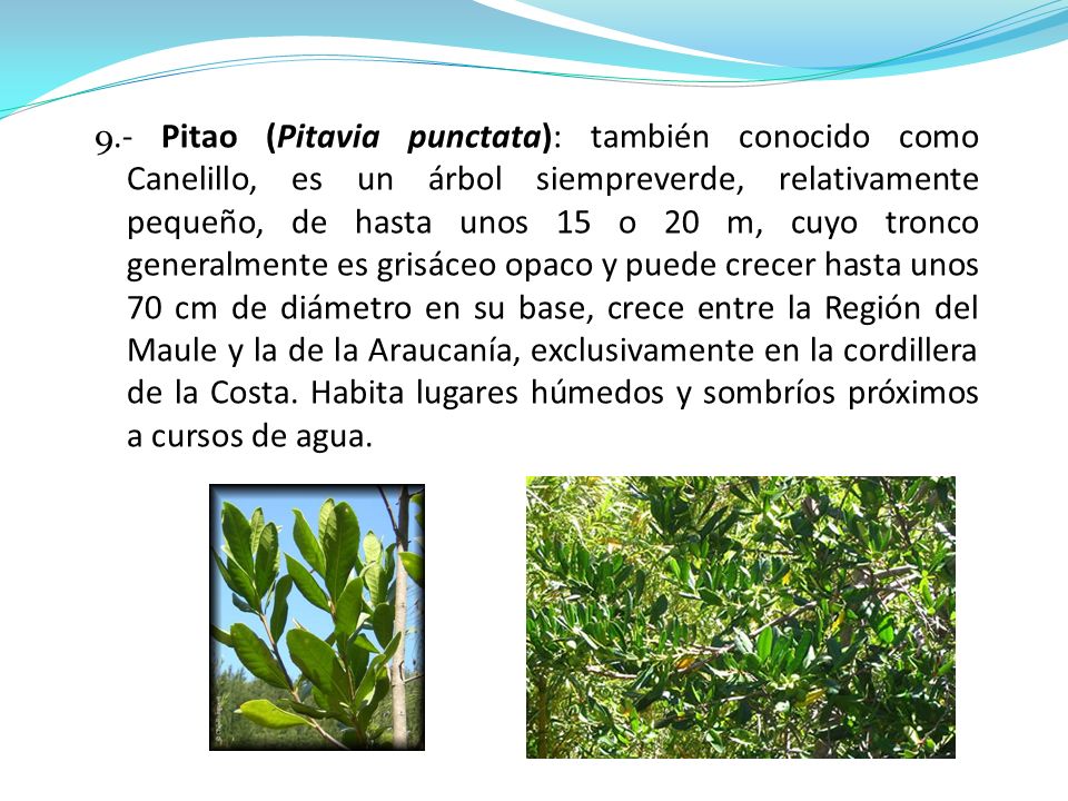 9.- Pitao (Pitavia punctata): también conocido como Canelillo, es un árbol siempreverde, relativamente pequeño, de hasta unos 15 o 20 m, cuyo tronco generalmente es grisáceo opaco y puede crecer hasta unos 70 cm de diámetro en su base, crece entre la Región del Maule y la de la Araucanía, exclusivamente en la cordillera de la Costa.