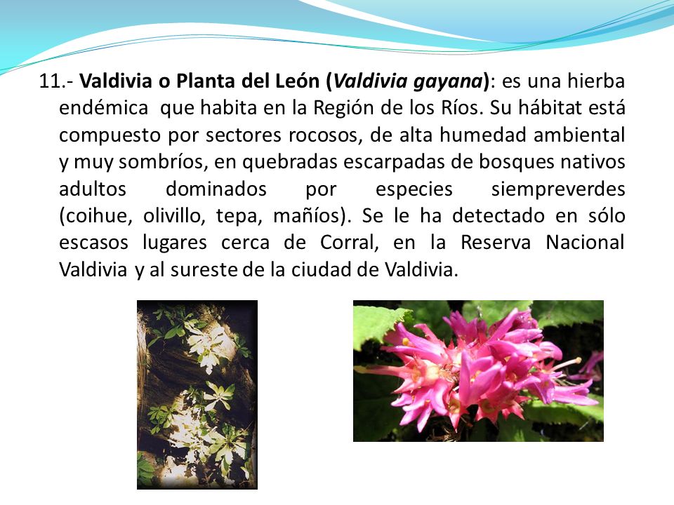 11.- Valdivia o Planta del León (Valdivia gayana): es una hierba endémica que habita en la Región de los Ríos.