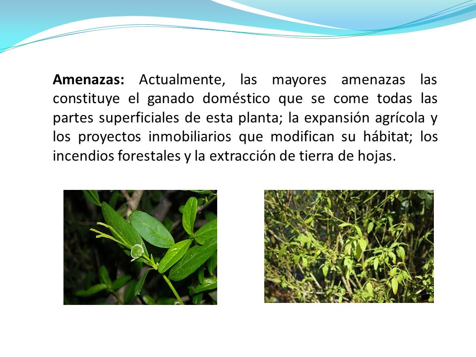 Amenazas: Actualmente, las mayores amenazas las constituye el ganado doméstico que se come todas las partes superficiales de esta planta; la expansión agrícola y los proyectos inmobiliarios que modifican su hábitat; los incendios forestales y la extracción de tierra de hojas.