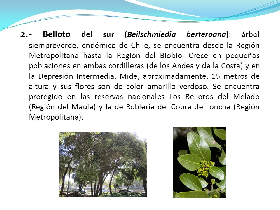 2.- Belloto del sur (Beilschmiedia berteroana): árbol siempreverde, endémico de Chile, se encuentra desde la Región Metropolitana hasta la Región del Biobío.
