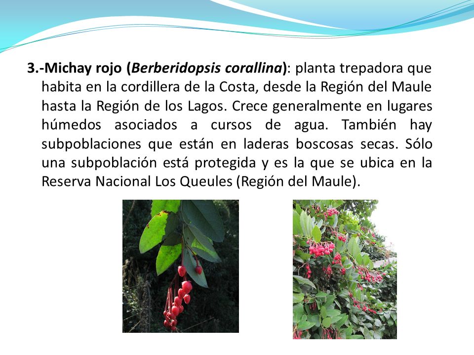 3.-Michay rojo (Berberidopsis corallina): planta trepadora que habita en la cordillera de la Costa, desde la Región del Maule hasta la Región de los Lagos.